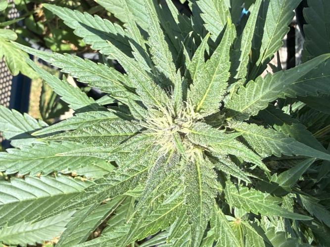 #2026 Balkon GROW Germany - Red Poison. Week 7