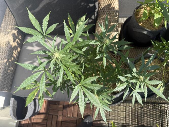 #2026 Balkon GROW Germany - Maui Wowie. Week 8 - Day #54
