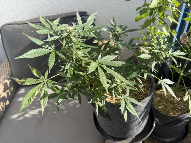 #2026 Balkon GROW Germany - Maui Wowie. Week 8 - Day #54