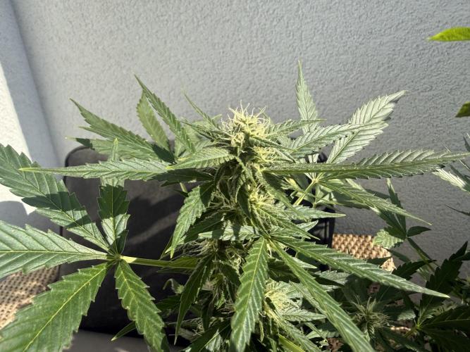 #2026 Balkon GROW Germany - Maui Wowie. Week 8 - Day #54