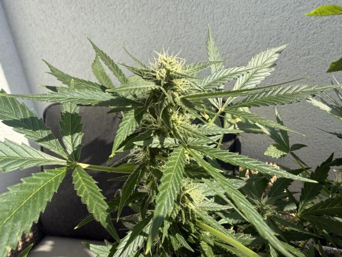 #2026 Balkon GROW Germany - Maui Wowie. Week 8 - Day #54