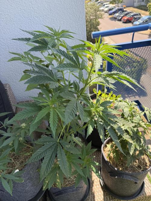#2026 Balkon GROW Germany - All Gas OG. Week 8 - Day #54
