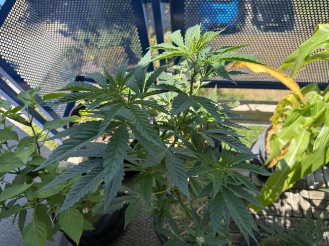 #2026 Balkon GROW Germany - All Gas OG. Week 8 - Day #54