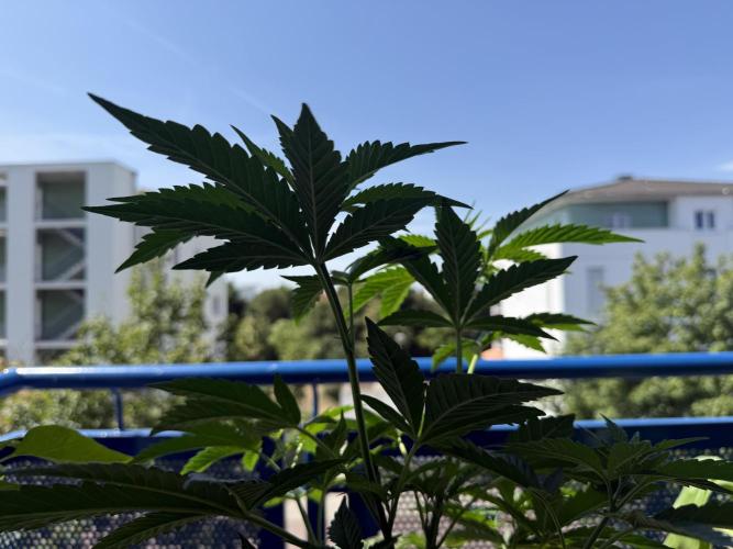#2026 Balkon GROW Germany - All Gas OG. Week 8 - Day #54