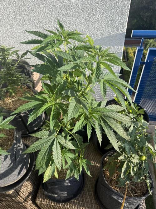 #2026 Balkon GROW Germany - All Gas OG. Week 8 - Day #54