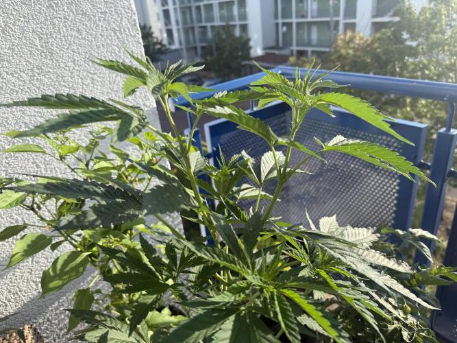 #2026 Balkon GROW Germany - All Gas OG. Week 8 - Day #54