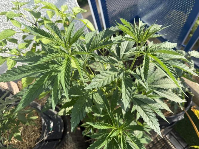 #2026 Balkon GROW Germany - All Gas OG. Week 8 - Day #54