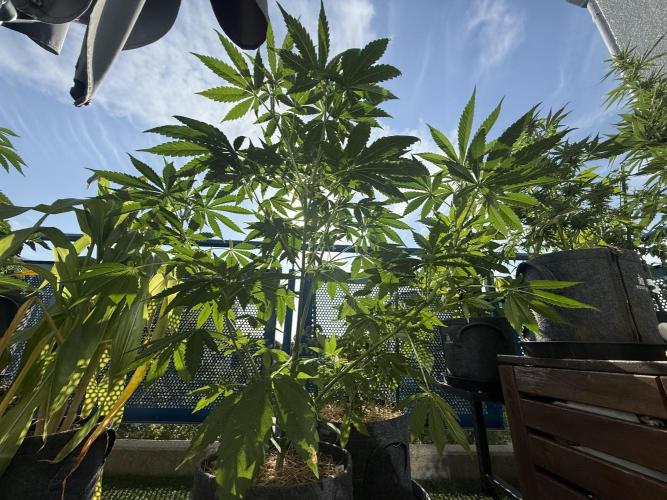 #2026 Balkon GROW Germany - Zkittels. Week 8 - Day #57