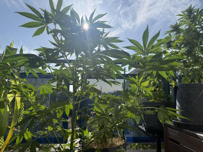 #2026 Balkon GROW Germany - Zkittels. Week 8 - Day #57
