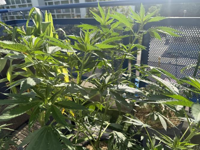 #2026 Balkon GROW Germany - Zkittels. Week 8 - Day #57