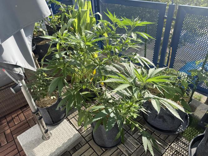 #2026 Balkon GROW Germany - Zkittels. Week 8 - Day #57