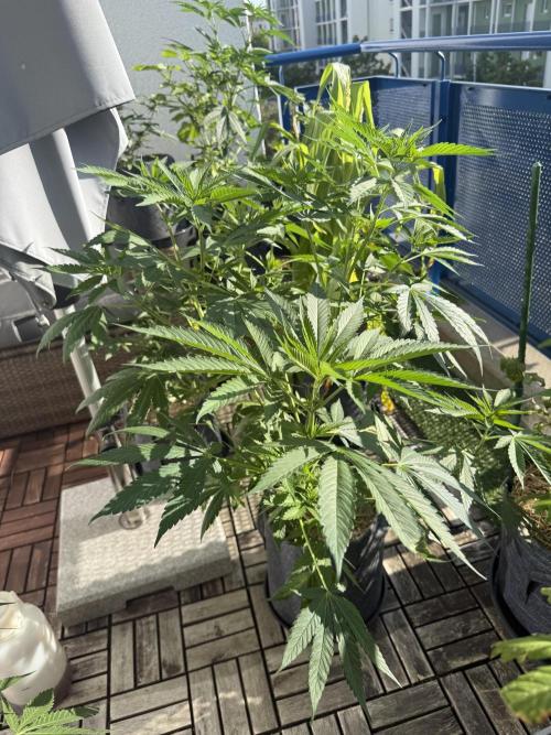 #2026 Balkon GROW Germany - Zkittels. Week 8 - Day #57