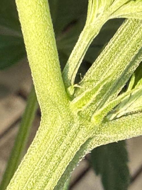 #2026 Balkon GROW Germany - Zkittels. Week 8 - Day #55