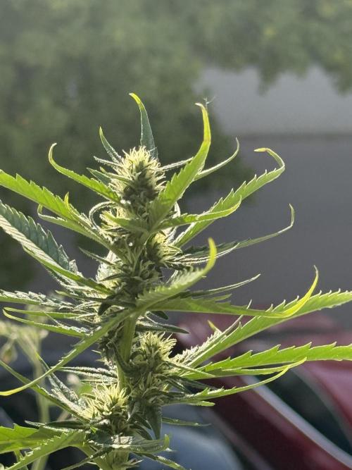 #2026 Balkon GROW Germany - GSC. Week 8 - Day #57
