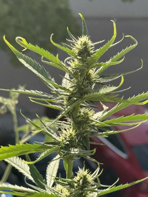 #2026 Balkon GROW Germany - GSC. Week 8 - Day #57