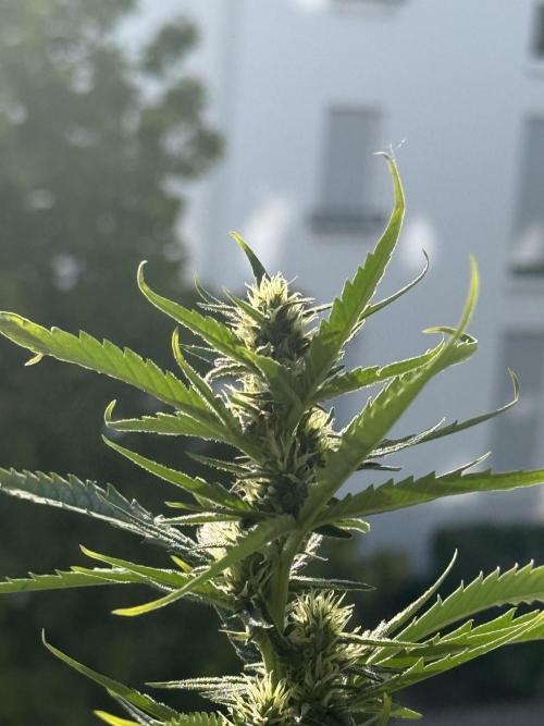 #2026 Balkon GROW Germany - GSC. Week 8 - Day #57