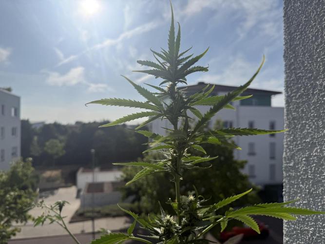 #2026 Balkon GROW Germany - GSC. Week 8 - Day #57