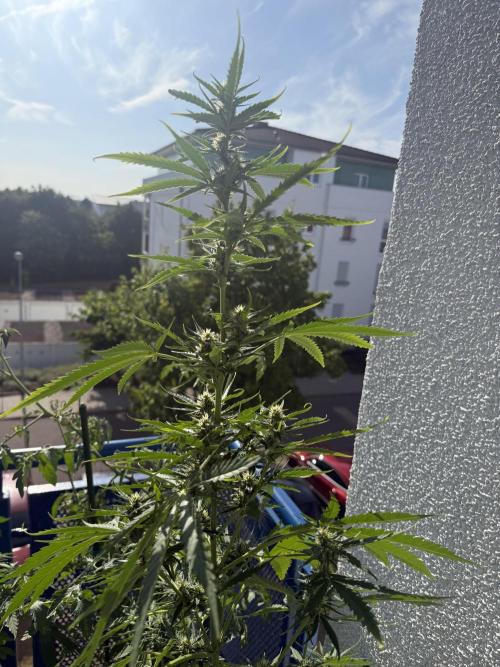 #2026 Balkon GROW Germany - GSC. Week 8 - Day #57