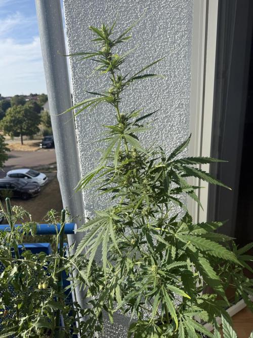 Girl Scout Cookies Auto. Week 8