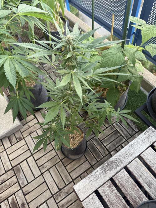 #2026 Balkon GROW Germany - Erdberre. Week 8 - Day #57