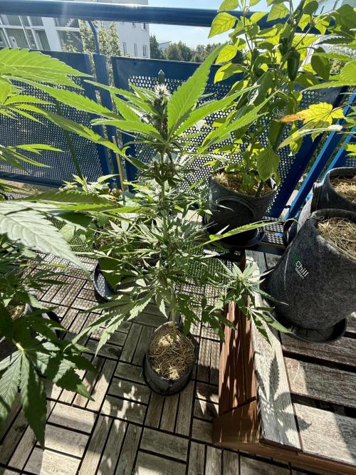 #2026 Balkon GROW Germany - Erdberre. Week 8 - Day #57
