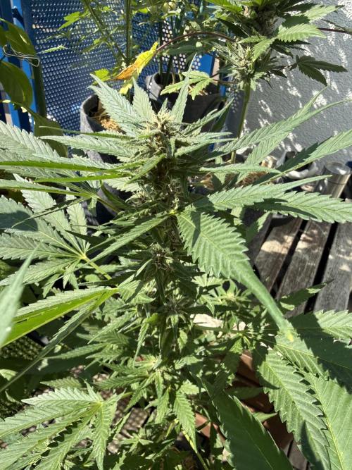 #2026 Balkon GROW Germany - Erdberre. Week 8 - Day #57