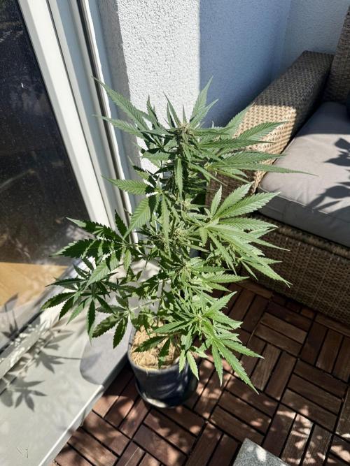 #2026 Balkon GROW Germany - Erdberre. Week 8 - Day #57