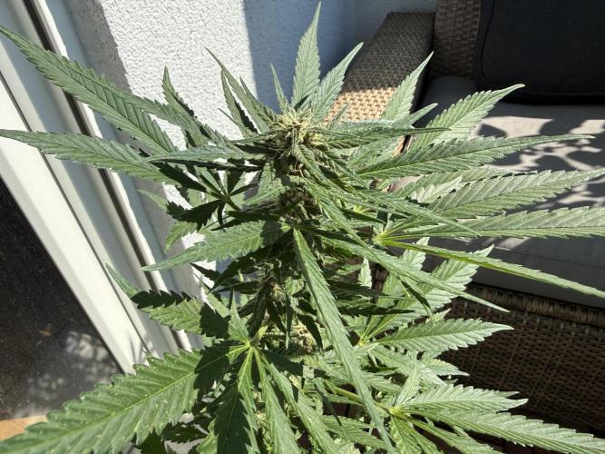 #2026 Balkon GROW Germany - Erdberre. Week 8 - Day #57