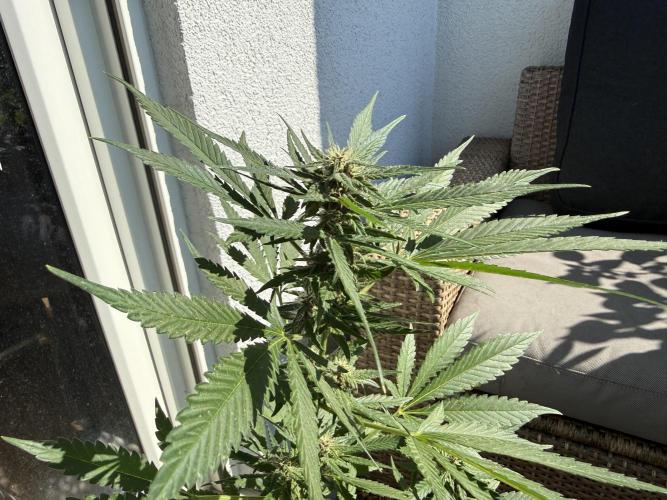 #2026 Balkon GROW Germany - Erdberre. Week 8 - Day #57