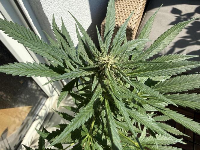 Strawberry Gorilla Auto RF3. Week 8