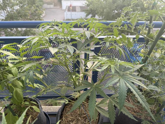 #2026 Balkon GROW Germany - Purple. Week 8 - Day #57