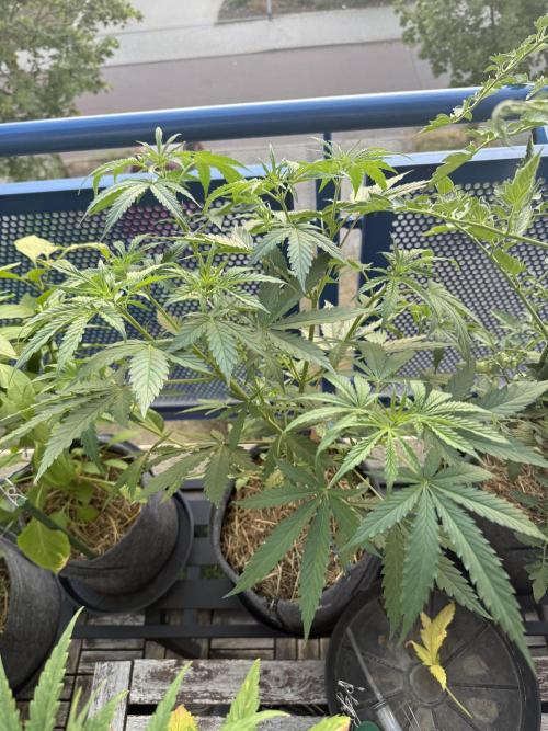 #2026 Balkon GROW Germany - Purple. Week 8 - Day #57