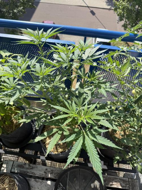 #2026 Balkon GROW Germany - Purple. Week 8 - Day #57
