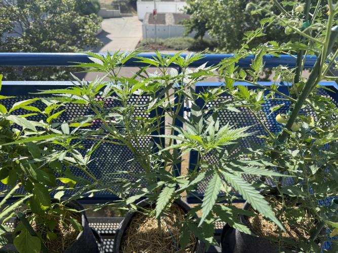 #2026 Balkon GROW Germany - Purple. Week 8 - Day #57