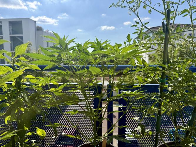 #2026 Balkon GROW Germany - Purple. Week 8 - Day #57