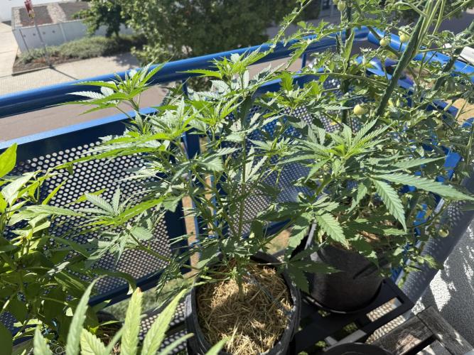 #2026 Balkon GROW Germany - Purple. Week 8 - Day #57