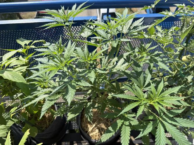 #2026 Balkon GROW Germany - Purple. Week 8 - Day #57
