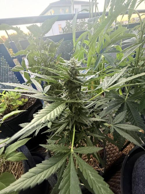 #2026 Balkon GROW Germany - Hindu Kush. Week 8 - Day #60