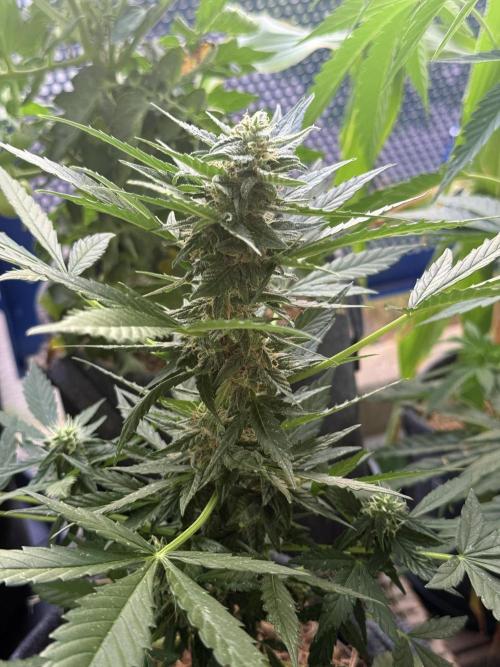#2026 Balkon GROW Germany - Hindu Kush. Week 8 - Day #60