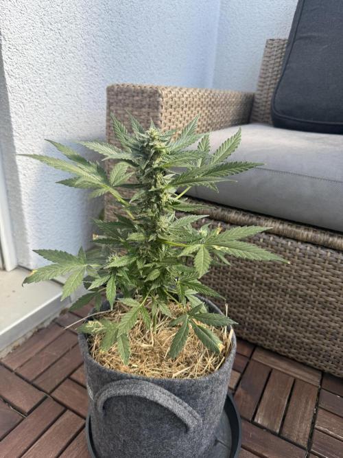 #2026 Balkon GROW Germany - Hindu Kush. Week 8 - Day #60