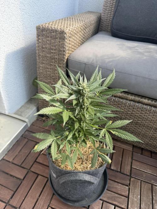 #2026 Balkon GROW Germany - Hindu Kush. Week 8 - Day #60