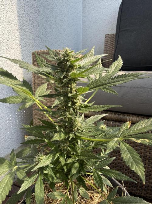 #2026 Balkon GROW Germany - Hindu Kush. Week 8 - Day #60