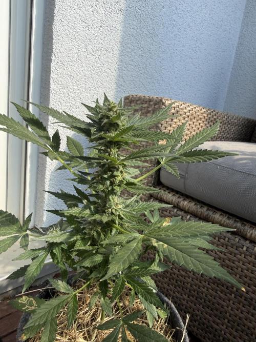 #2026 Balkon GROW Germany - Hindu Kush. Week 8 - Day #60