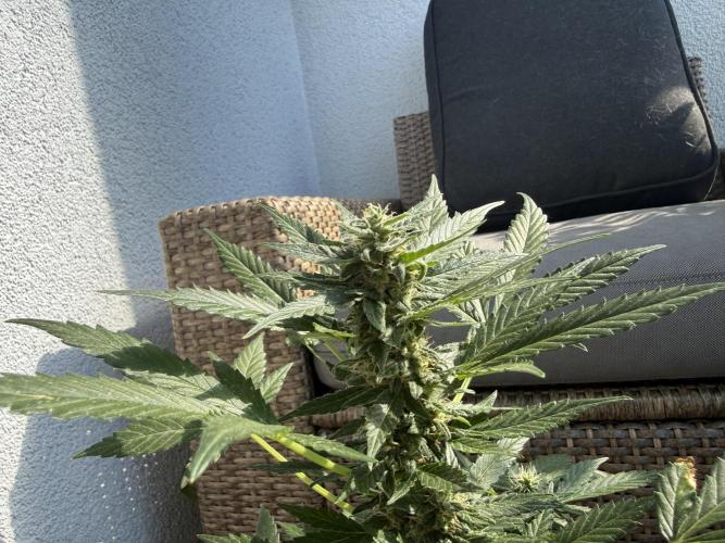 #2026 Balkon GROW Germany - Hindu Kush. Week 8 - Day #60
