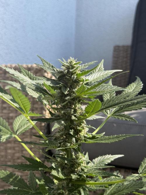 #2026 Balkon GROW Germany - Hindu Kush. Week 8 - Day #60