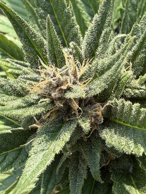 #2026 Balkon GROW Germany - Red Poison. Week 8 - Day #57