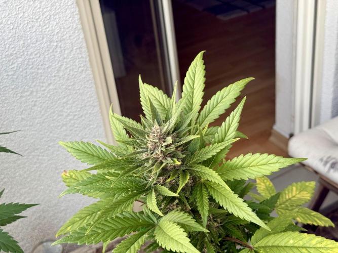 #2026 Balkon GROW Germany - Red Poison. Week 8 - Day #57