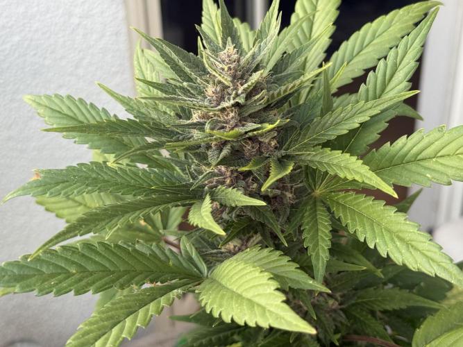 #2026 Balkon GROW Germany - Red Poison. Week 8 - Day #57