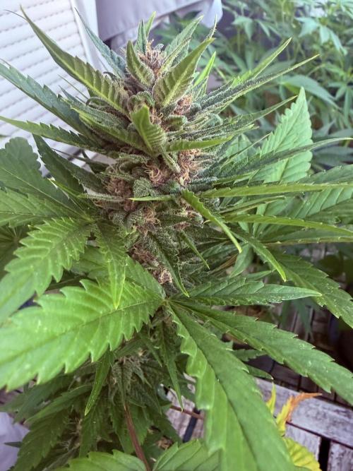 #2026 Balkon GROW Germany - Red Poison. Week 8 - Day #57