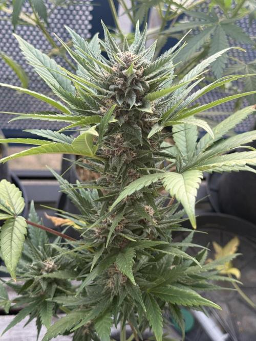 #2026 Balkon GROW Germany - Red Poison. Week 8 - Day #57